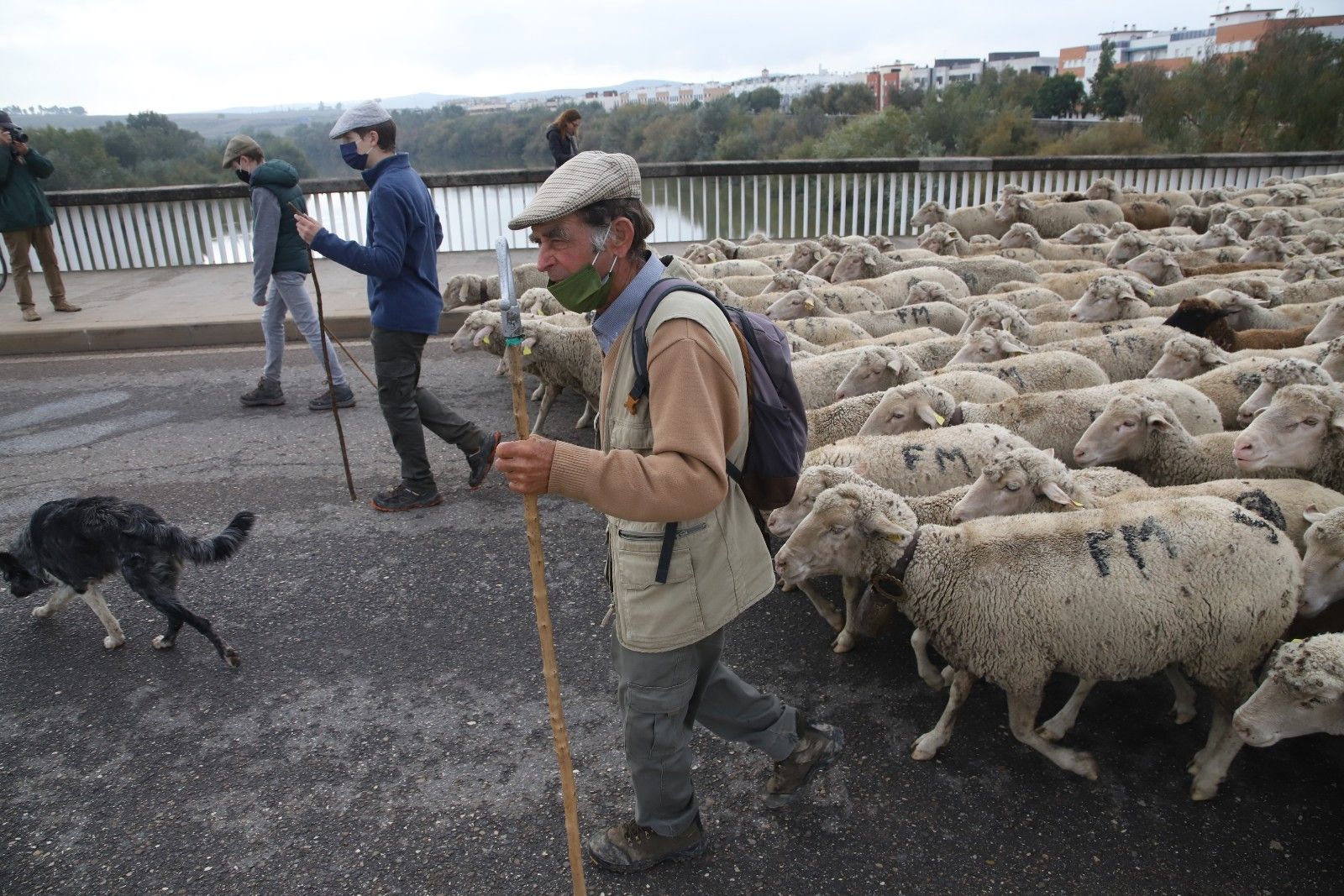 Cientos de ovejas de la ganadería Las Albaidas cruzan Córdoba