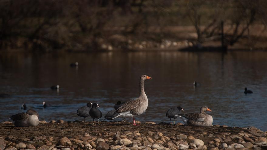 GALERÍA | Así luce la Reserva Natural de las Lagunas de Villafáfila