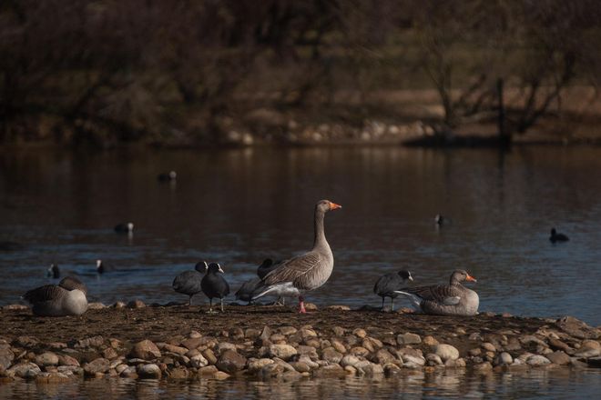 GALERÍA | Así luce la Reserva Natural de las Lagunas de Villafáfila