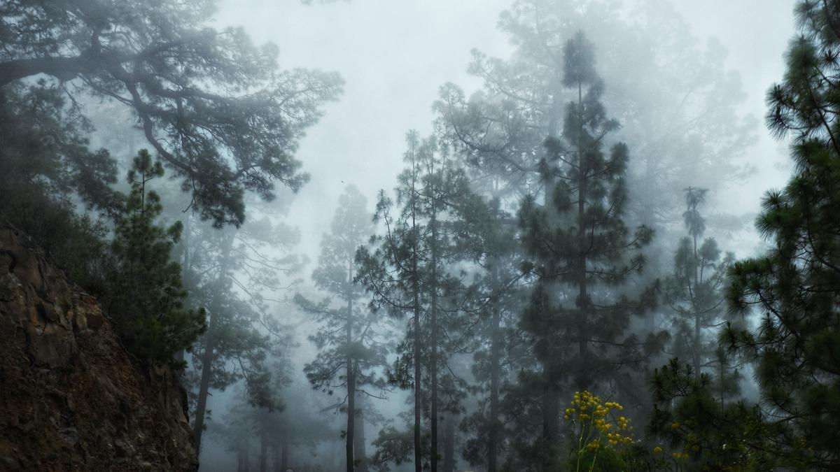 Nubosidad en la cumbre de Tenerife.