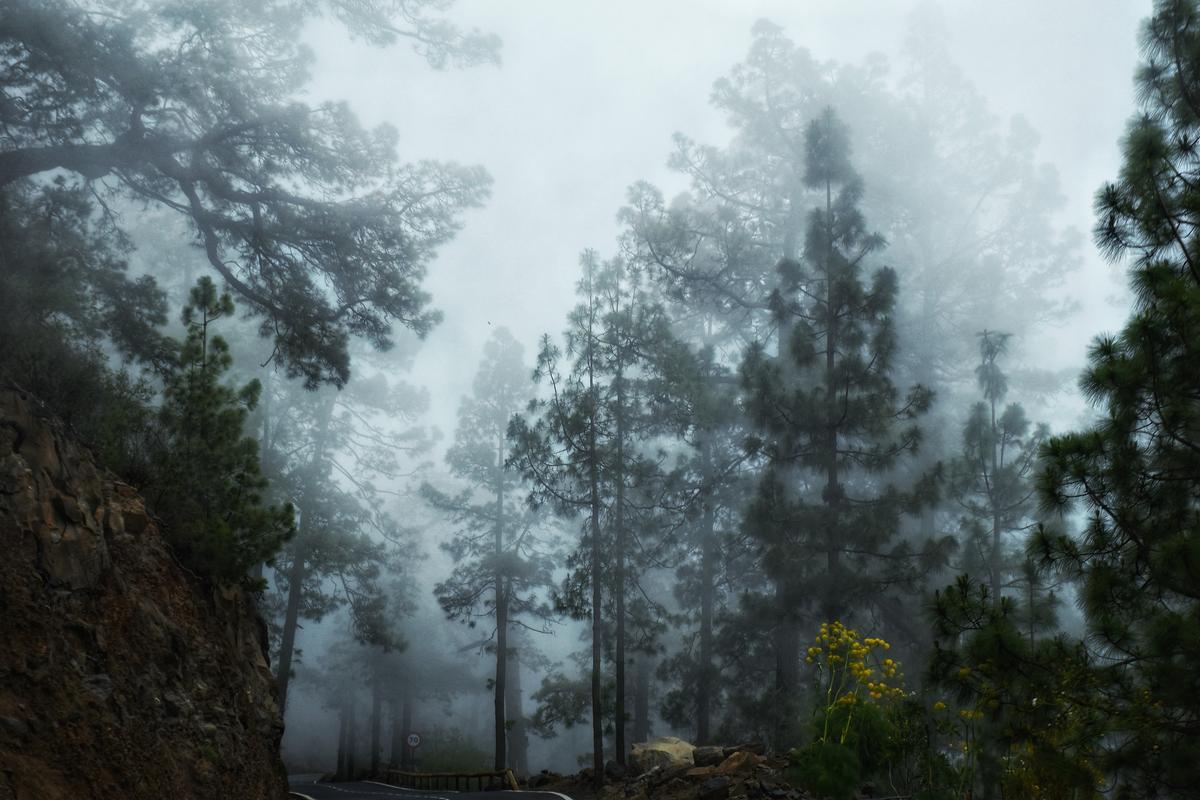 Nubosidad en la cumbre de Tenerife.