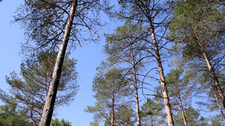 Troben banda marró per primer cop en un bosc del Berguedà