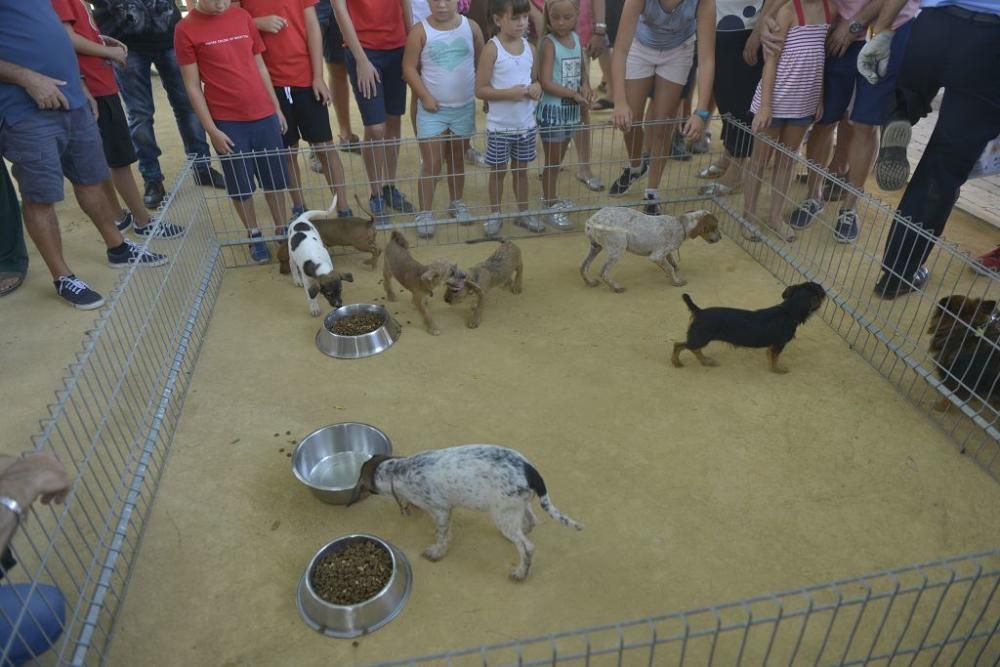 La perrera de Murcia saca sus animales a la calle