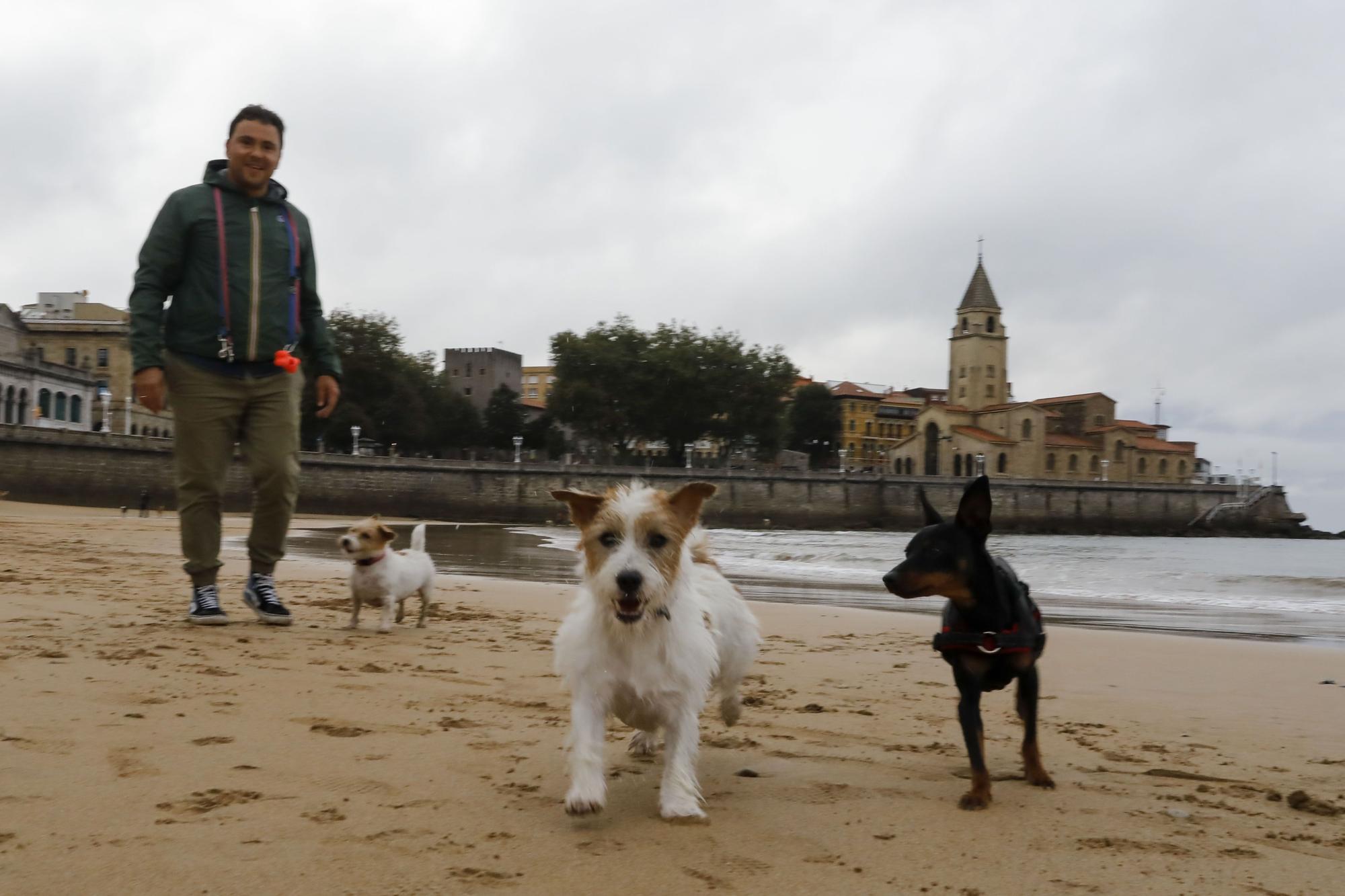 Los perros vuelven a las playas gijonesas