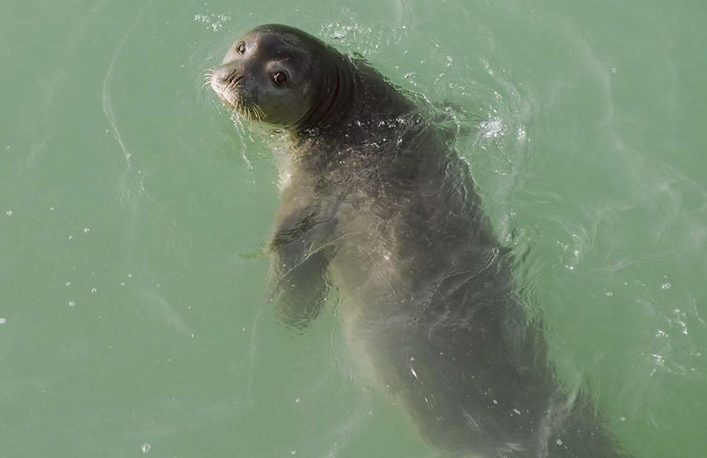 Foca de la misma especie que vivía en Mallorca, fotografiada en la única gran colonia que sobrevive, en la costa de Mauritania.