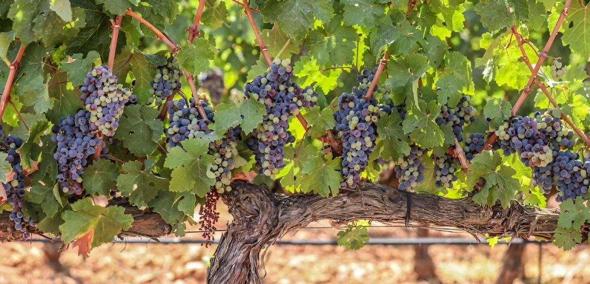 Weinreben auf der Finca Biniagual