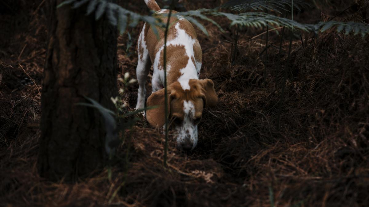 cómo capturan los perros de caza a sus presas