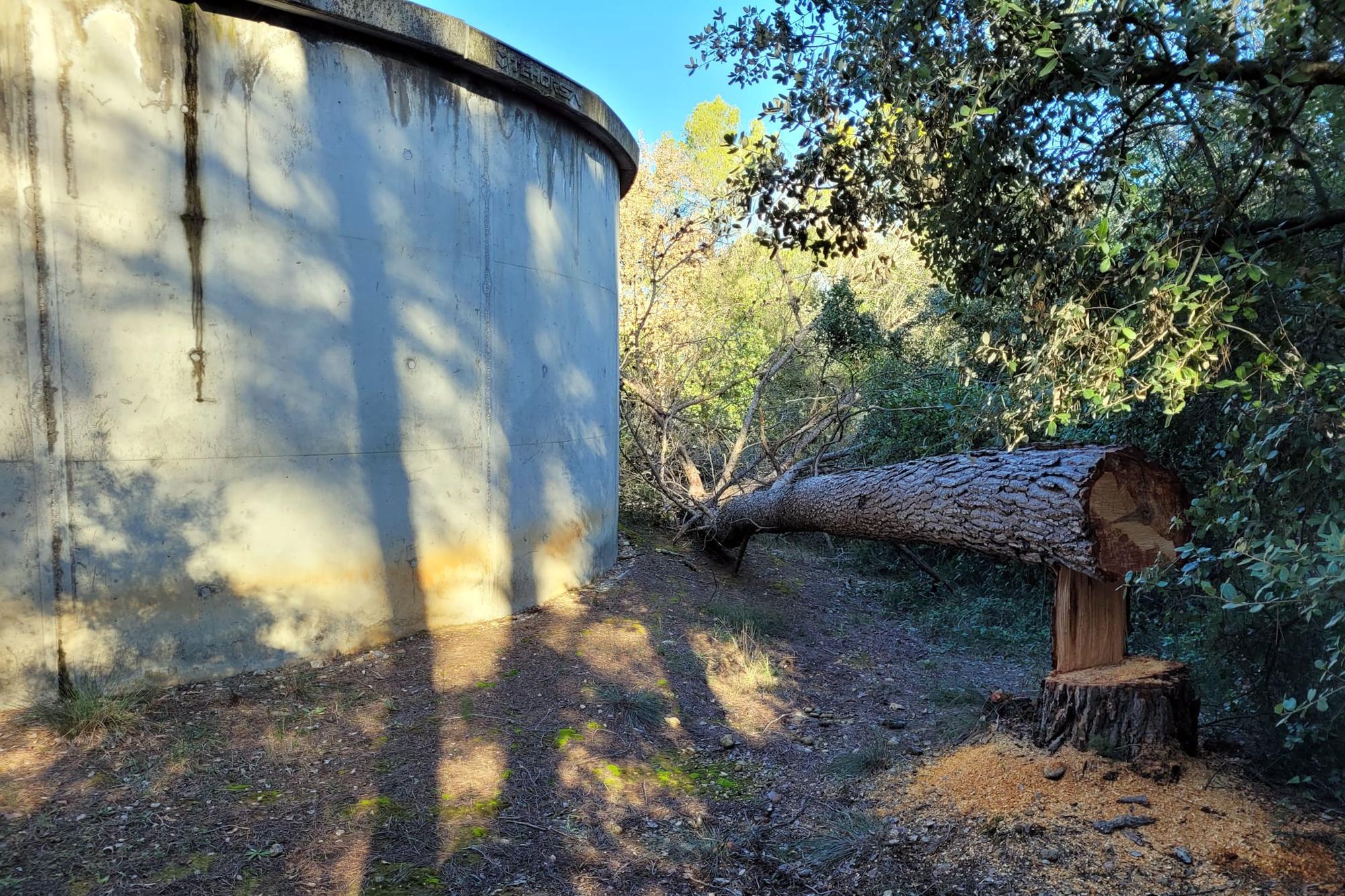 Els actes vandàlics a Vilademuls continuen amb la tala de divuit arbres més