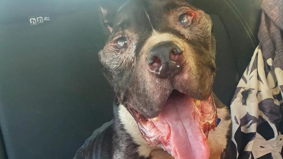 Valencia | "Matt", el perro maltratado en València, empieza a sonreir