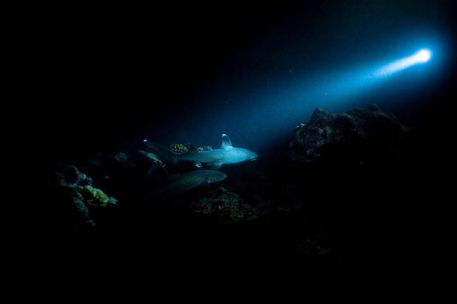 Tiburones que brillan en la oscuridad