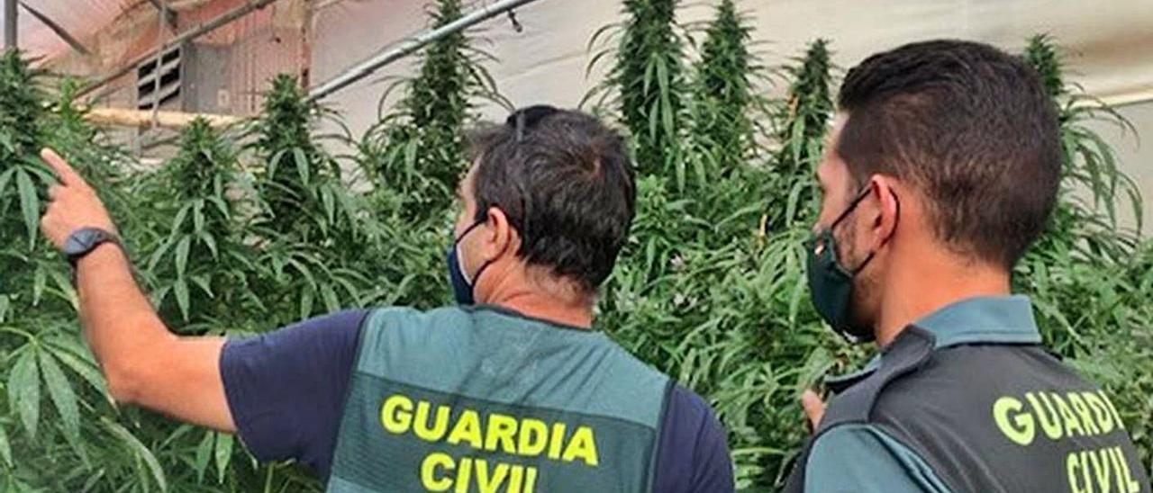 Dos agentes en una de las plantaciones desmanteladas. | INFORMACIÓN