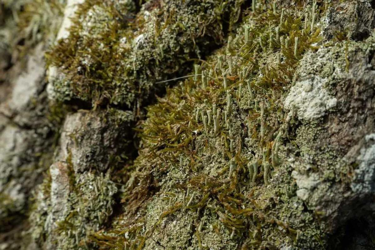 Detall dels Roures dels Reis, a l'Alta Garrotxa.