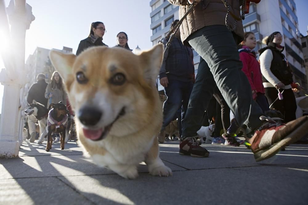 San Silvestre canina en Gijón