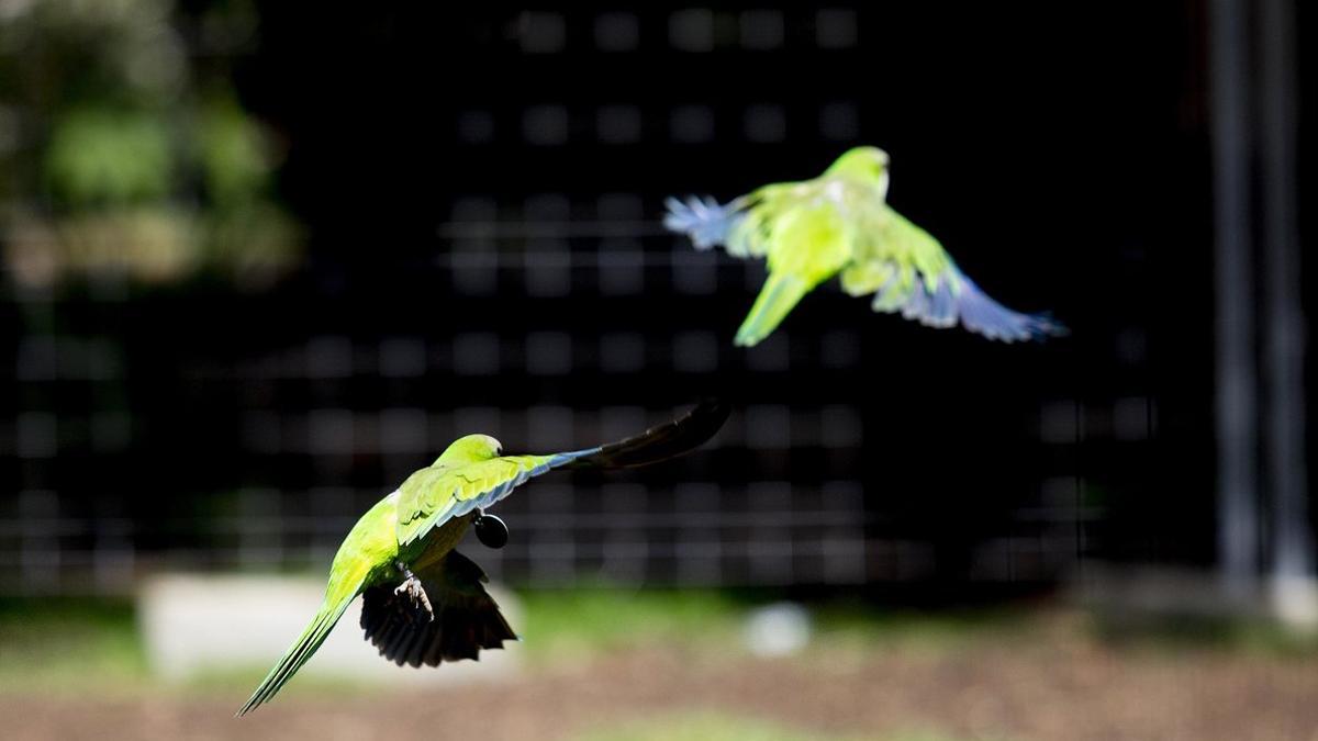 Dos cotorras alzando el vuelo