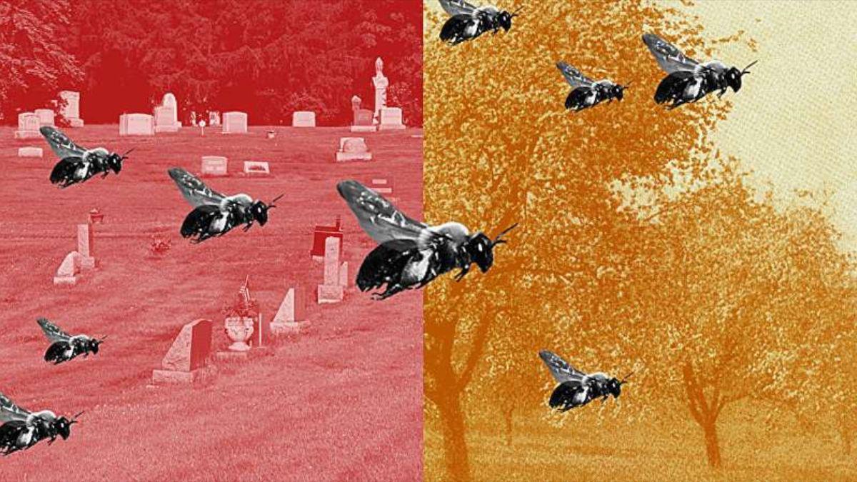 Un cementerio esconde una gigantesca colonia de abejas silvestres.