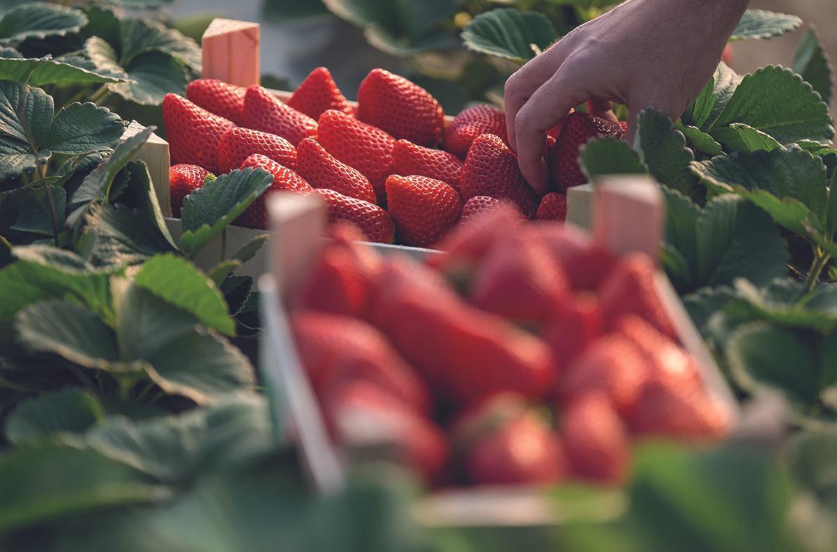 Fresas