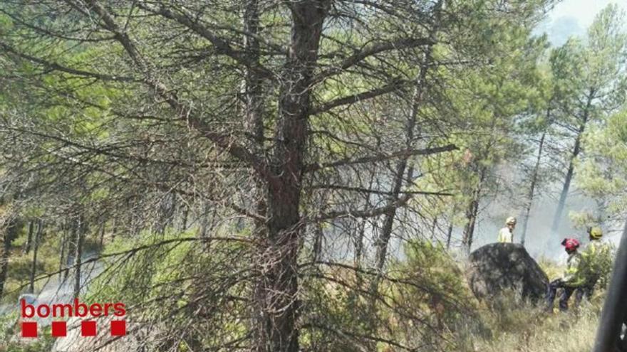 Un arbre cremat per l&#039;incendi