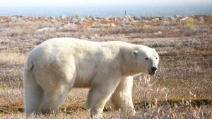 Los osos polares pierden hasta un kilo al día durante unos deshielos que se alargan cada vez más
