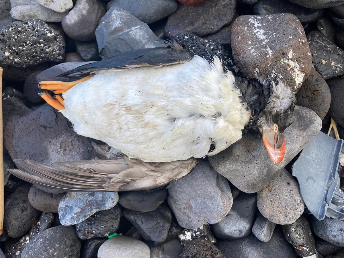 Frailecillo muerto aparecidos en la costa de Los Silos en enero de 2023