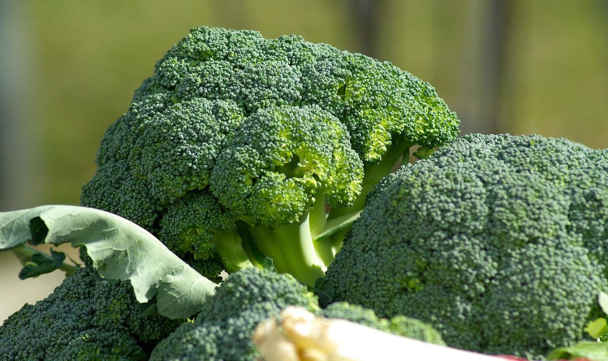El brócoli es un alimento muy sano y versátil.