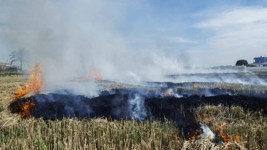 Los arroceros ‘fanguejaran’ la paja del arroz tras no poder quemarla por las lluvias