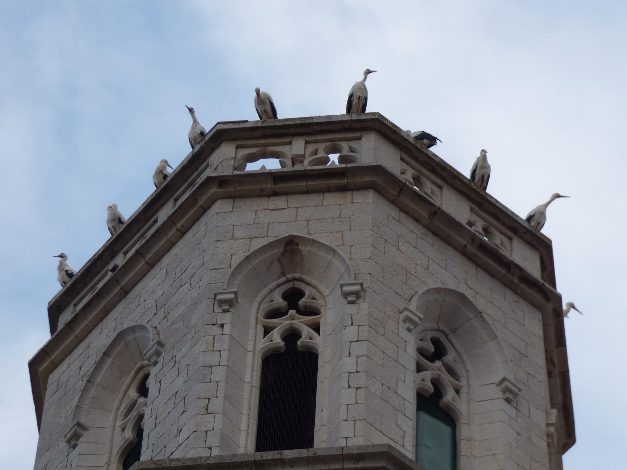 Un estol de cigonyes fa parada a Figueres