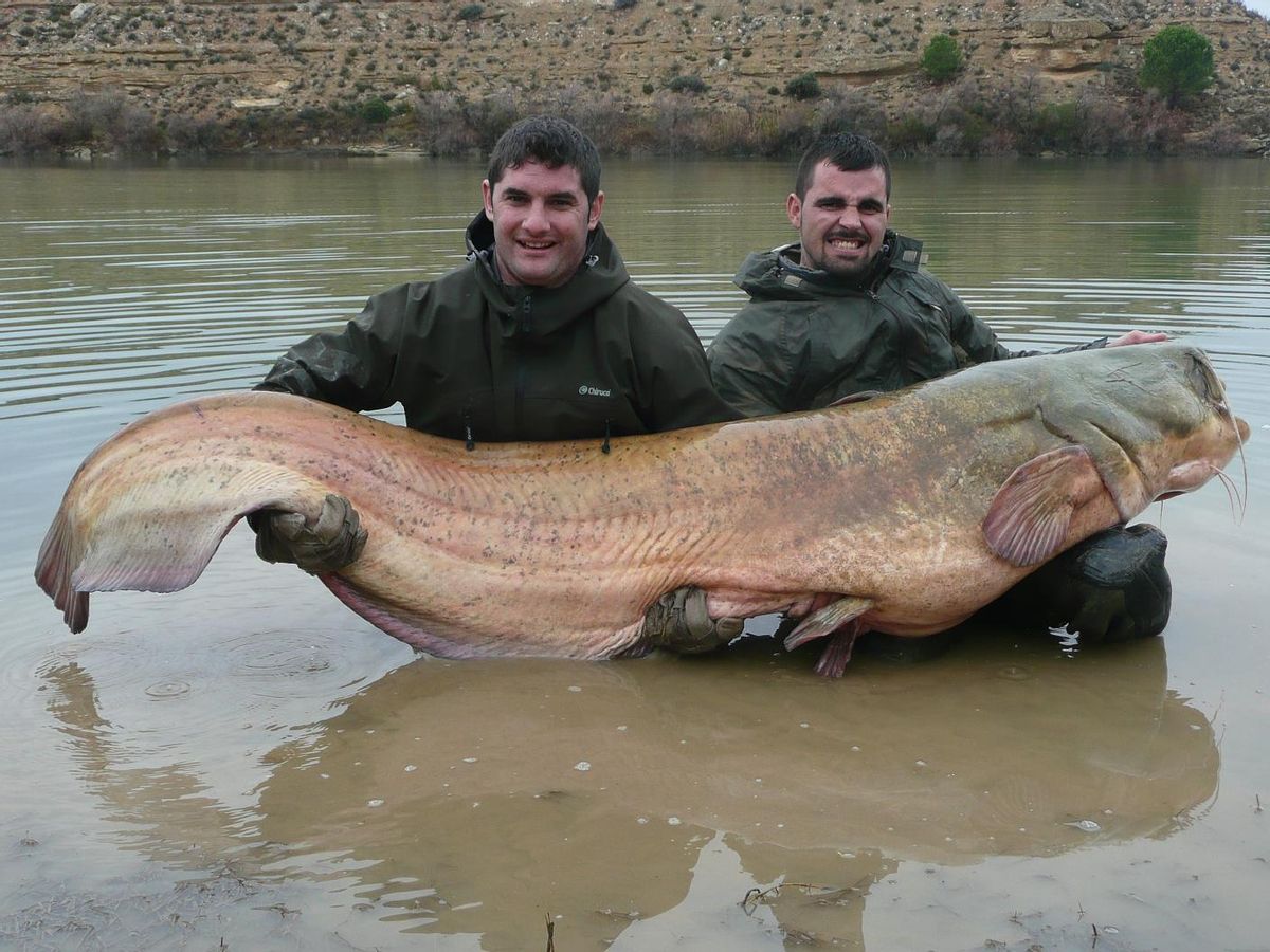 El siluro, el pez gigante que invade los ríos españoles