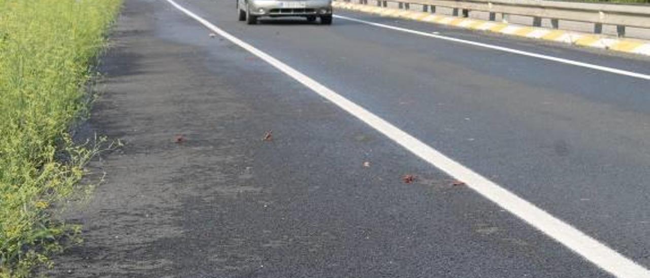 La plaga del cangrejo americano ya es visible hasta en las carreteras