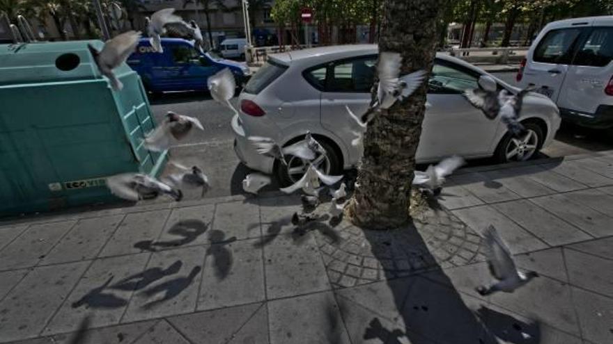 Un grupo de palomas en la avenida de la Libertad