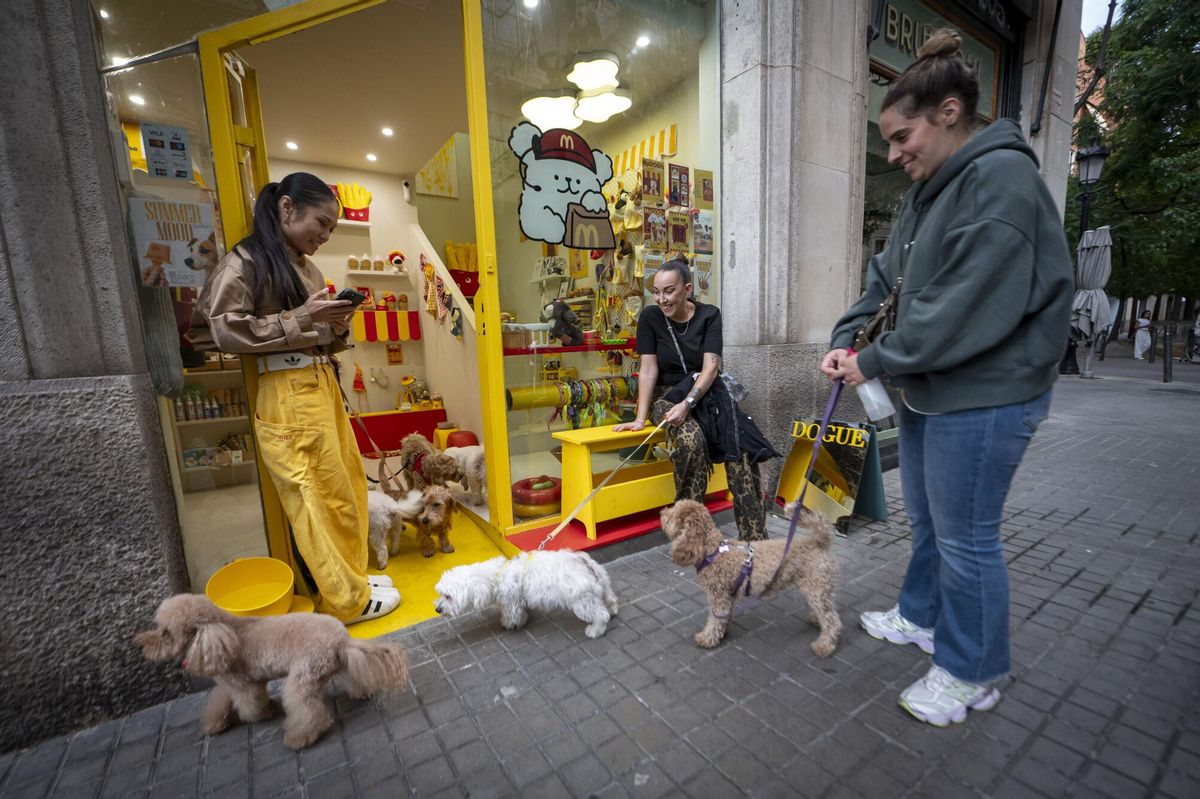 Barcelona 25/09/2025 Barcelona. Happy Meals para perros. La cafetería para perros Voilà Concept (la que hicimos hace tiempo los capuchinos perrunos) ahora monta una pop-up en la que ofrece hamburguesas y nuggets para perros, a lo happy meal. Son bastante vistosos. AUTOR: MANU MITRU