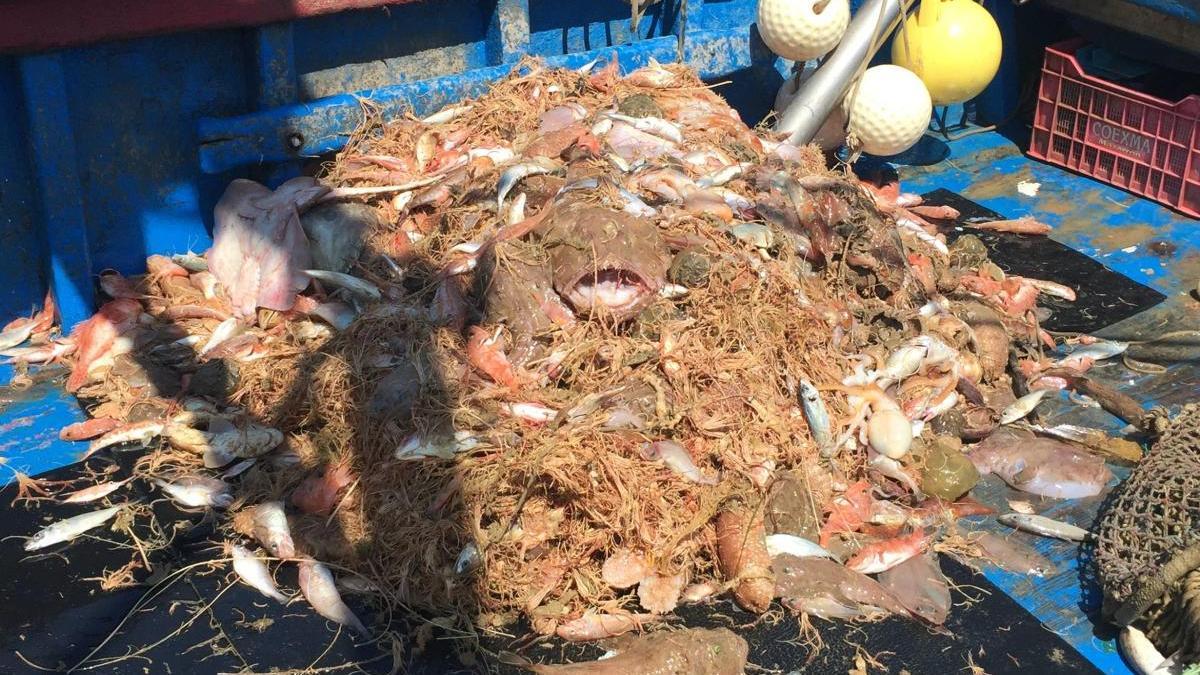 Són moltes les espècies descartades per la pesca d&#039;arrossegament duta a terme sobre els hàbitats de crinoïdeus.