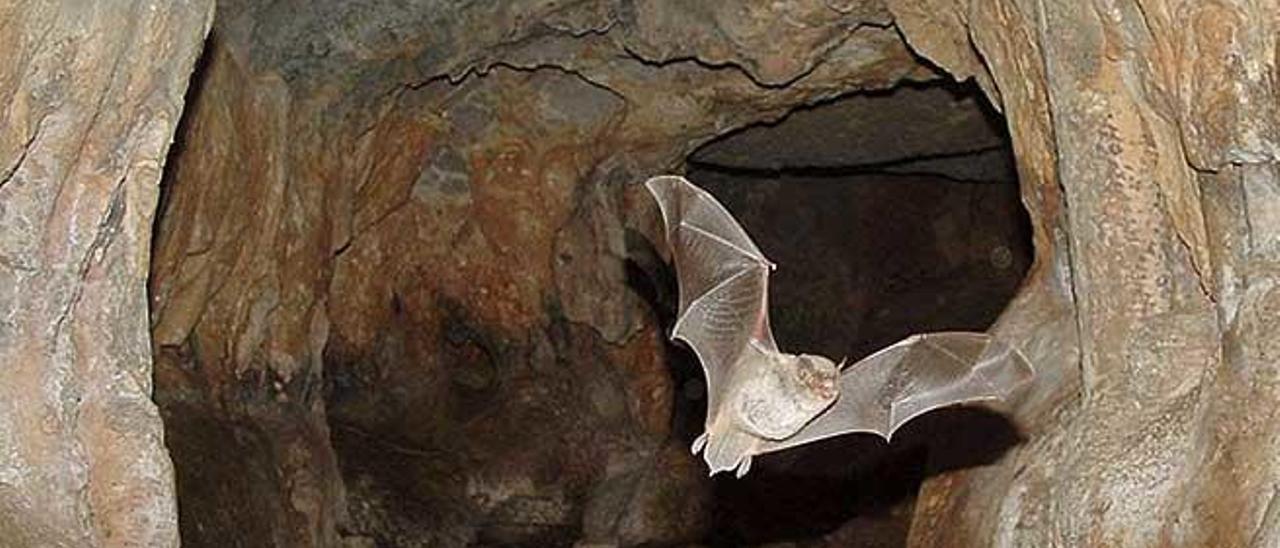 Un murciÃ©lago en una cueva a 35 kilÃ³metros de Palma.