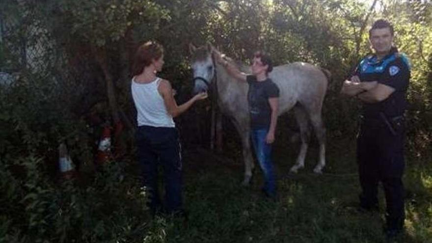 Responsables de Caballo Astur atienden al equino.