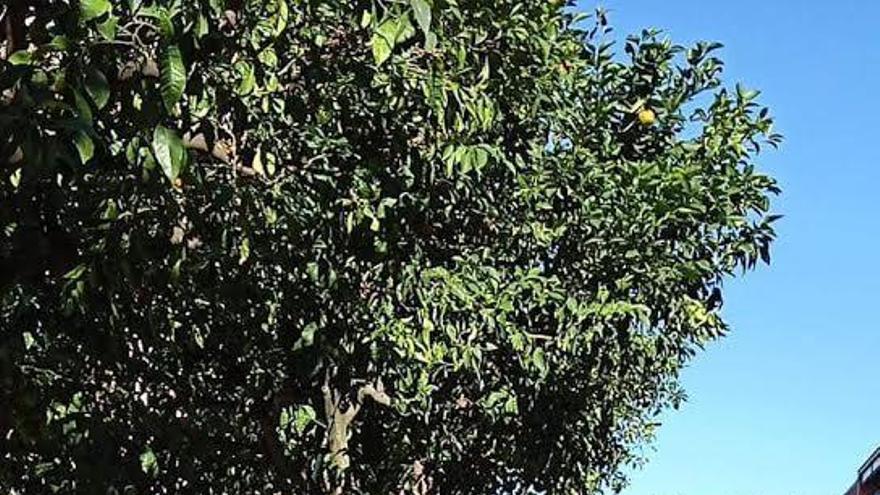 Parques y Jardines retira unos 4.500 kilos de naranjas en la avenida Santa Marina de Badajoz