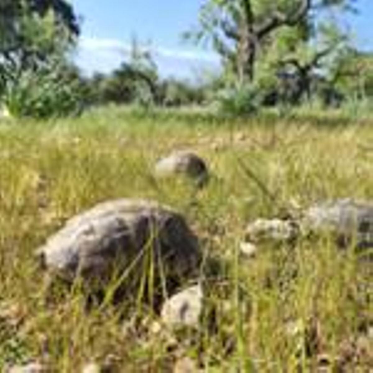 Liberan 15 tortugas moras en Calvià