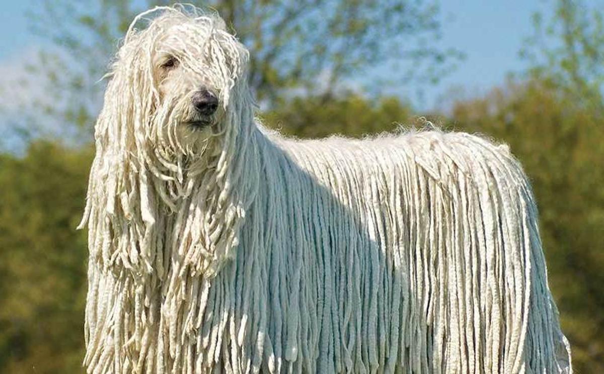 Komondor.