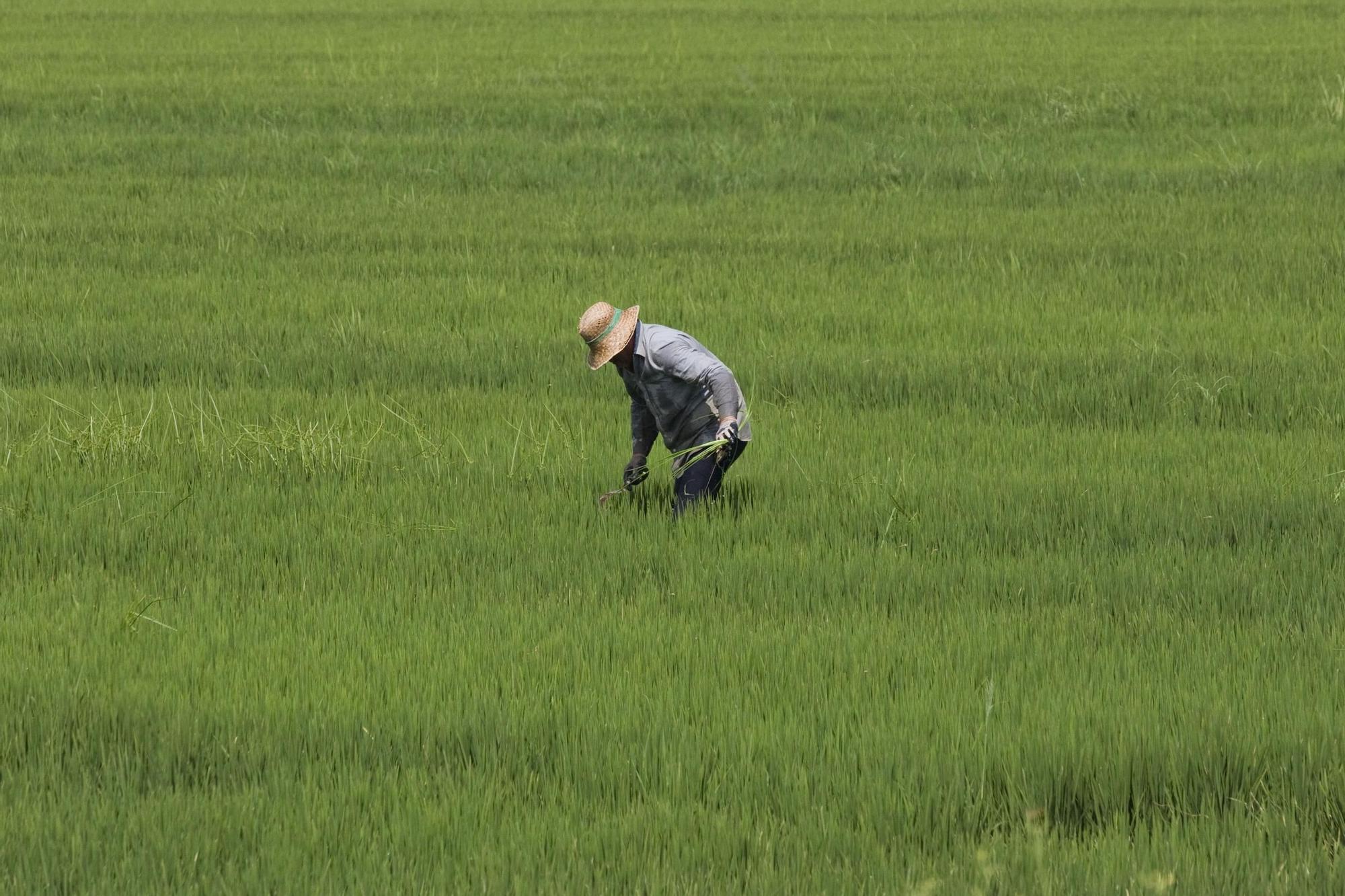 Las mejores imágenes de l'Albufera en el Día Mundial de los Humedales