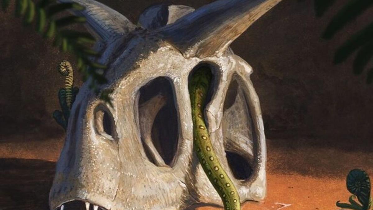 Las serpientes evolucionaron gracias a la desaparición de los dinosaurios
