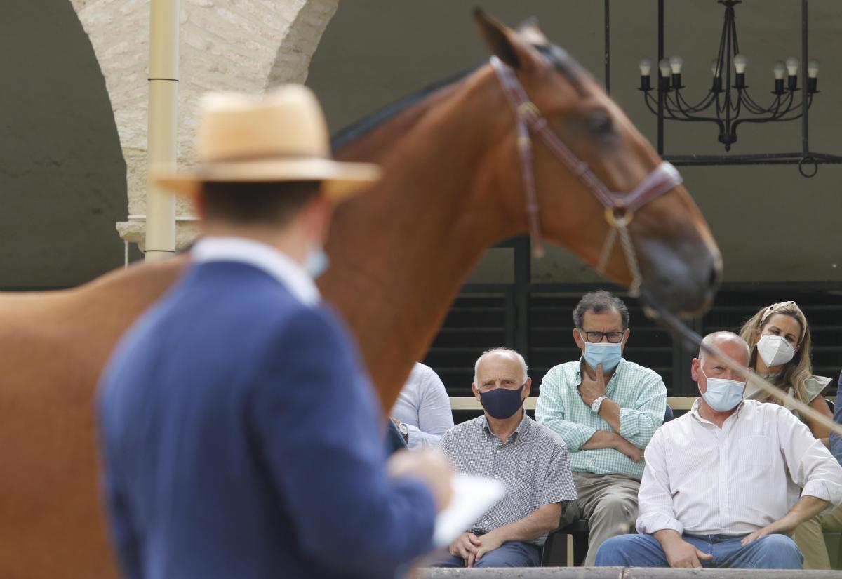 Primer día de Cabalcor y del concurso morfológico