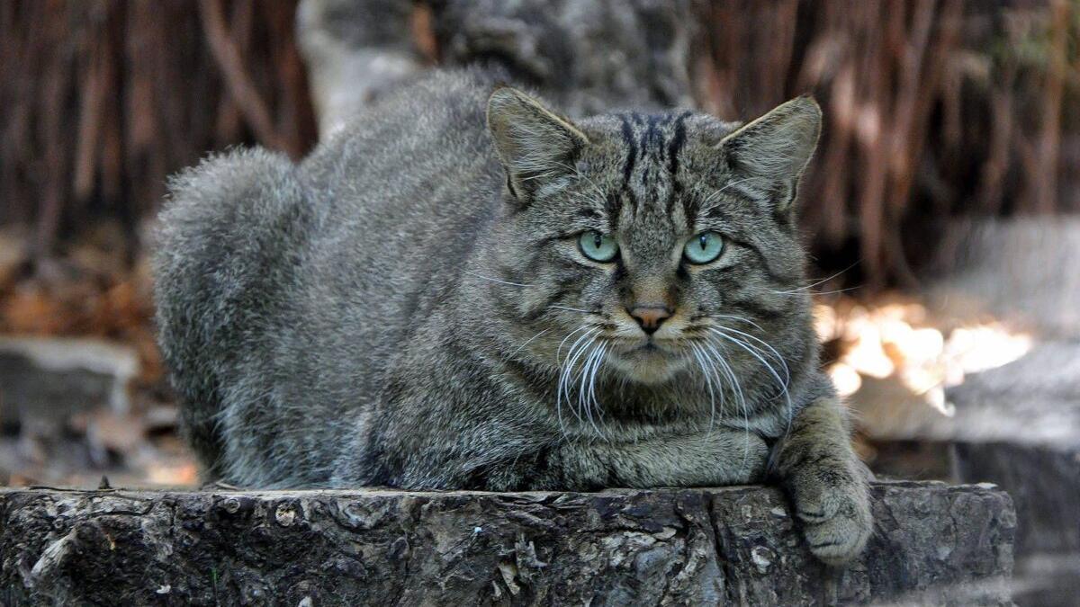 La lenta agonía del gato montés en España