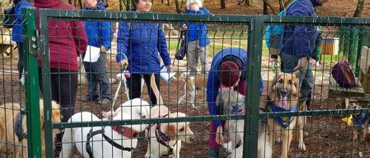 Perros reunidos en A Toxa a instancias de Ponte Patas. // FdV