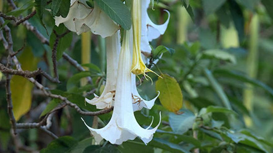 El estramonio es también una planta ornamental que puede encontrarse en los jardines.
