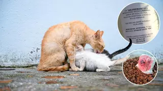 Denuncian intentos de envenenamiento en una colonia felina de un pueblo de Castellón