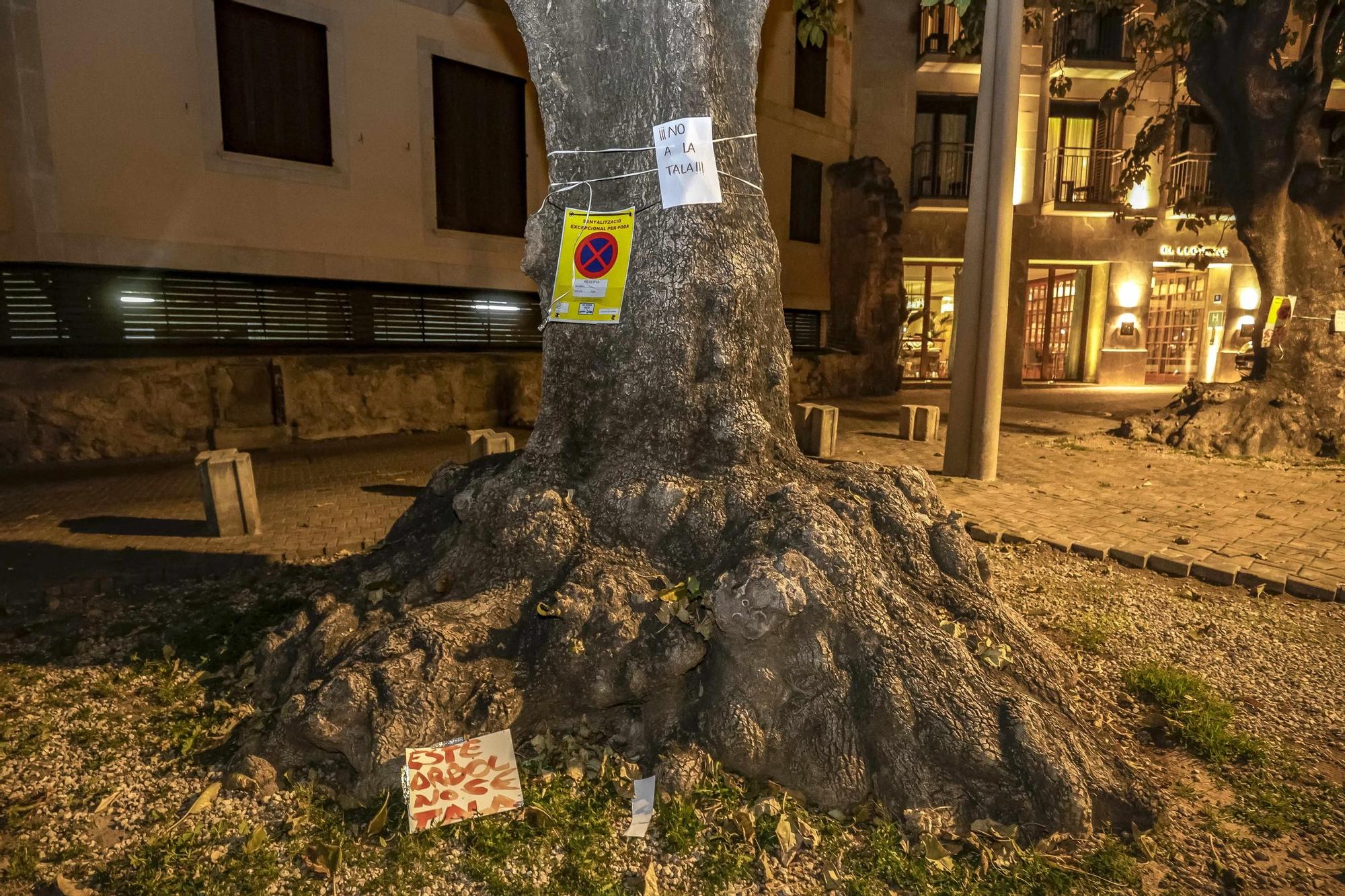Revuelta de vecinos contra la tala de árboles en la plaza Llorenç Villalonga