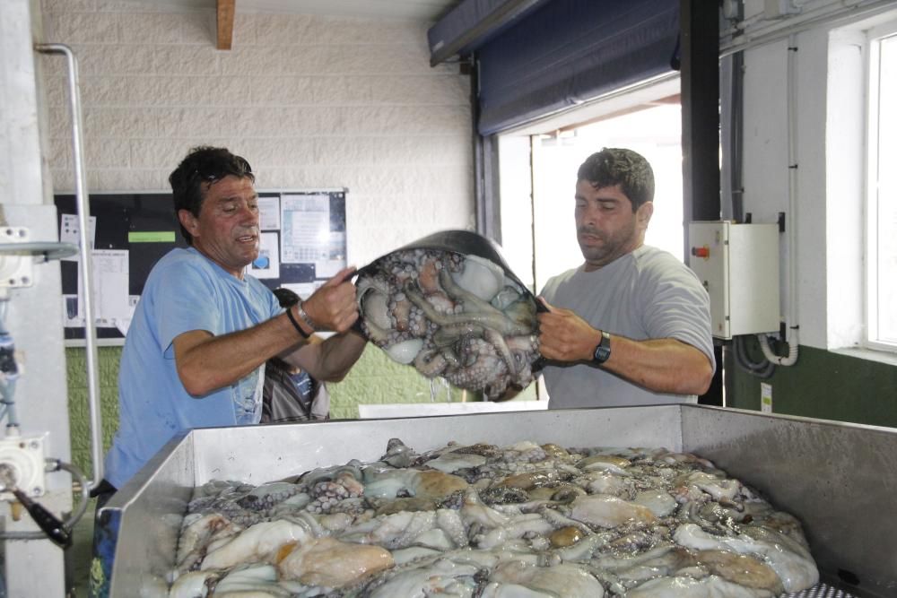 Las primeras descargas de pulpo en el puerto de Bueu // Santos Álvarez