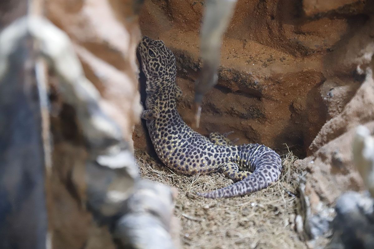 En imágenes el nuevo reptilario del zoo de Córdoba