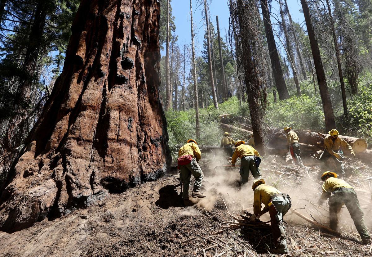 Los bomberos de OC Cobra Crew del Bosque Nacional de Sequoia trabajan para eliminar la vegetación del suelo del bosque en descomposición.