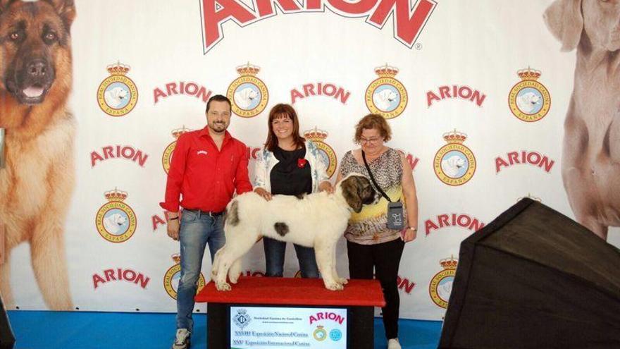 1.300 perros &#039;guapos&#039; se citan en Castellón