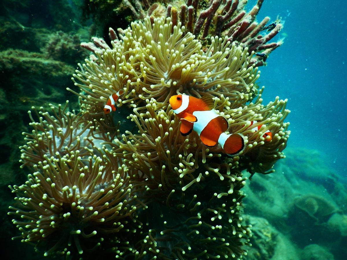 La Gran Barrera australiana alcanza niveles récord de corales