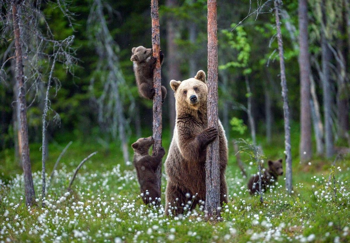 Taiga salvaje, Parques Nacionales